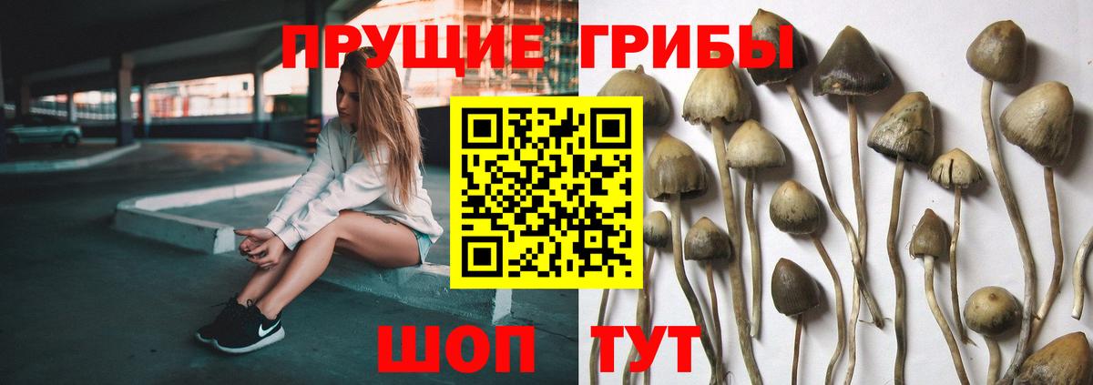 Псилоцибиновые грибы Psilocybe Надым